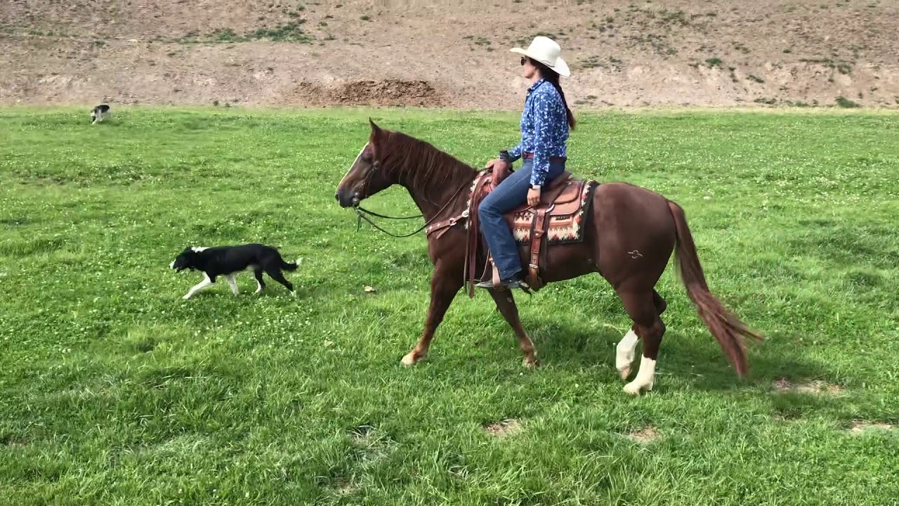 One Big Ruby J Arrow Livestock YouTube