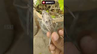 Tank Cleaner Fish Skeleton Pathurukingala? | ESKI YT screenshot 4