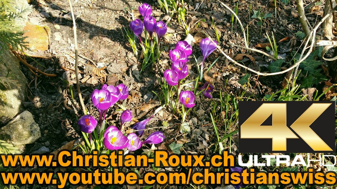 UHD/4K - Postcard from Lac de Morat (filmed entirely with Samsung Galaxy Note 3, YT file 22.5mbps)