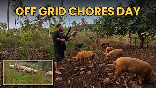 A Day of Off Grid Homesteading: Sheep, Machetes & Coconut Feed for the Pigs