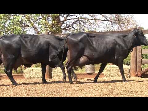 LOTE 23   10  12   2º LEILÃO VIRTUAL DA FAZENDA SANTO AMARO   DIA 28 DE AGOSTO   14HS REMATEWEB PLUS