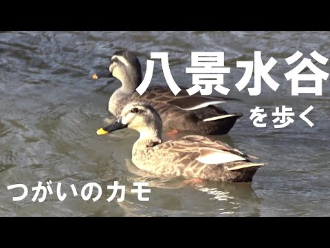 八景水谷公園と水鳥たち