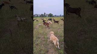 Mili almost attack 🚨💢#goldenretriever#doglover  #cutedog#mili#golden#playing #dogshorts#youtube