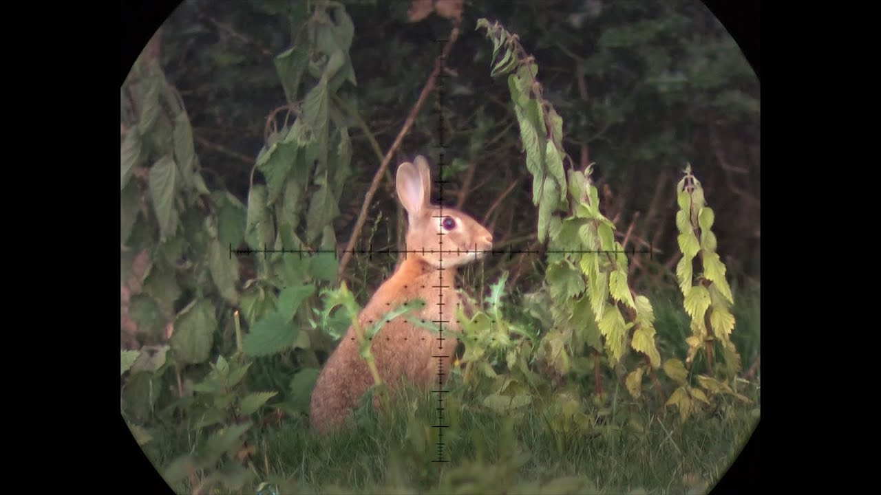 The Airgun Show awesome rabbit hunting, & the NiteVizor VP200 XTR