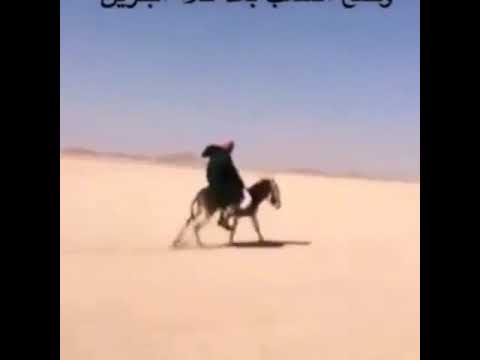 الوسيلة القديمة للنقل