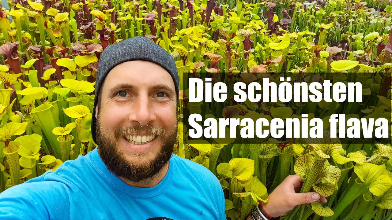 #98 Diese Sarracenia flava musst du haben, alle Highlights aus der Karnivoren Sammlung!