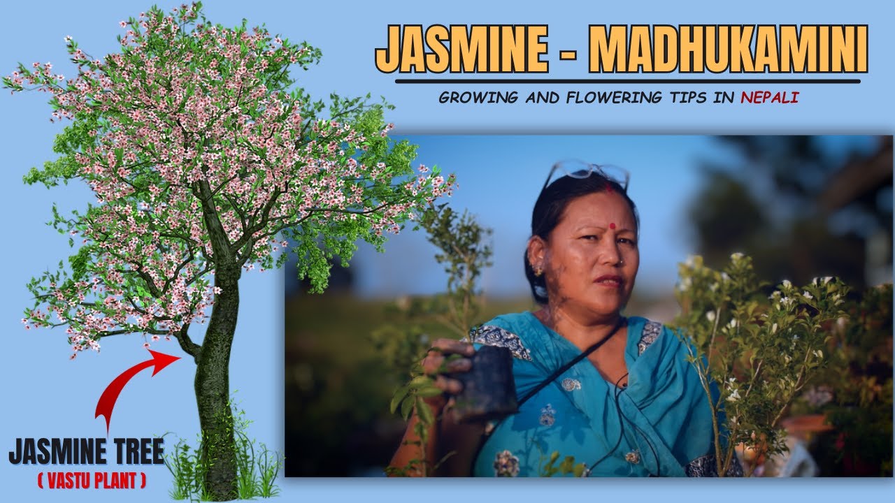 Jasmine Plant Flowering Tips and Growing Tips in Nepali I Madhukamini