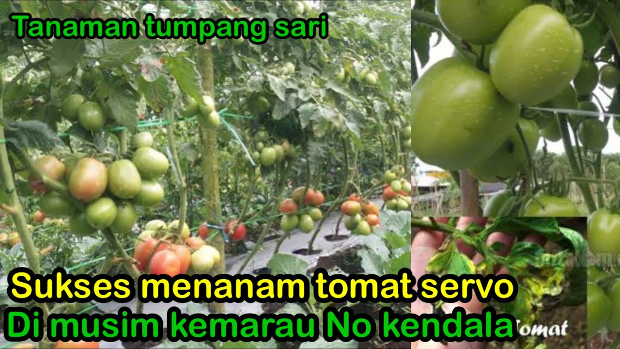 CARA PERAWATAN TOMAT SERVO DI MUSIM KEMARAU [ TANAMAN TUMPANG SARI
