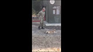 Asker Köpeğe Eği̇ti̇m Veri̇yor