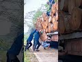 Loading massive logs onto a truck!