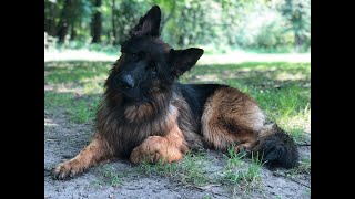 Ruby The Firecracker German Shepherd