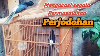 Pancingan Murai Batu Agar Cepat JODOH dan KAWIN