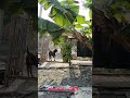 #animal _025 #animals#shorts