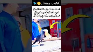 Smart Crow Steals Biggest Note 😲🐦 | Unbelievable Bird Intelligence #shorts #viral #crow