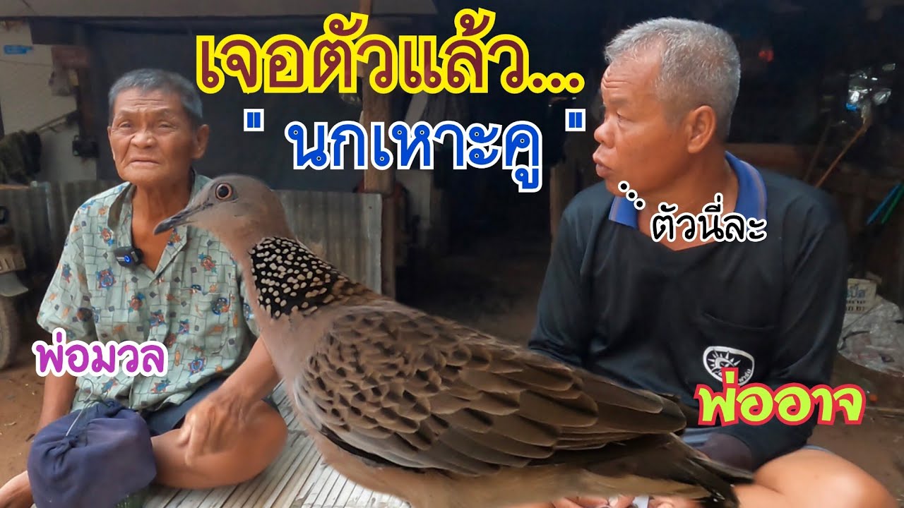 เจอตัวแล้ว นกเขาใหญ่ตัวที่…เ.ห.า.ะ.คู…