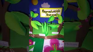 Maqueta reproducción sexual y asexual #plantas #maquetas #trabajoescolar #reproduccion #asexual #ide