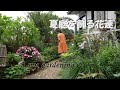 【夏庭を飾る花達】アジサイ剪定/植物がモリモリになる納豆水/モンキアゲハを食べた子は誰？