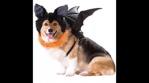 ici chien chien - xuuxuu