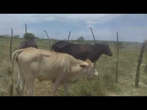 Mostrando as vaca com bezerro na fazenda