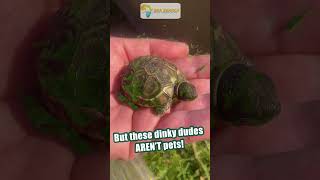 These tiny tortoises are cute but not pets! | Animal Observations