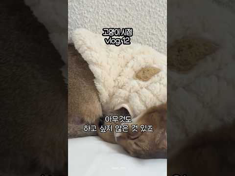 낑낑이는 아무것도 안할거야! 고양이 시점 vlog.13