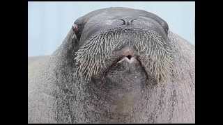 O Statecnem Kovari - Piskani