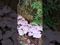 simple tricks for harvesting western mushrooms in the forest #shorts