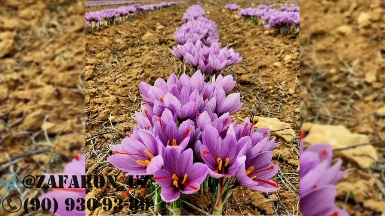 Қолды қолданбай спермага еркек мастурбация