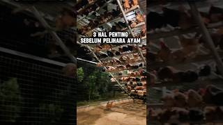 3 Important Things Before Raising Chickens unique uniquefacts interestingfacts
