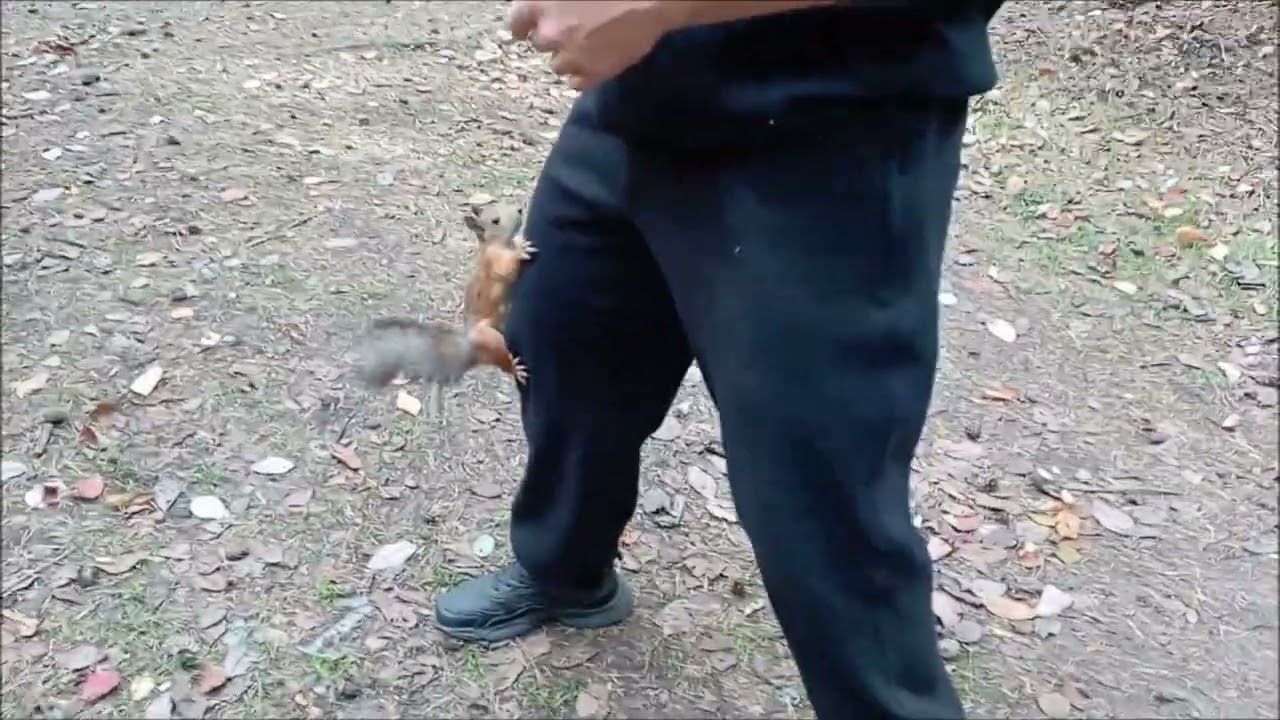 youtube video for Наши бесстрашные белки.