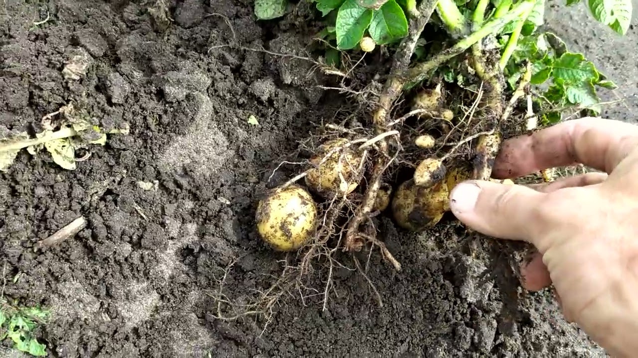 Фітопрополка картоплі, сортопрополка, сортоочистка картоплі. Част1