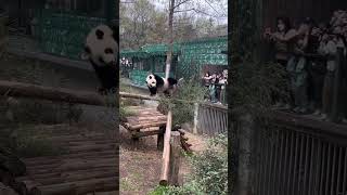 Meet The Real-Life Kung Fu Panda Of China: A Martial Arts Legend 🤣🤣 #China #Shorts