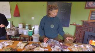 Seed Sorting