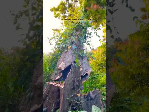 Skill Tebang Pohon Matoa Saat Mau Tumbang 