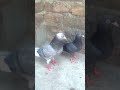 #PigeonBreeding #PigeonLover#dobazkabootar #growmyaccount