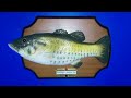 Take to the River billy Bass 