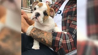 Puppy Does A Head Tilt