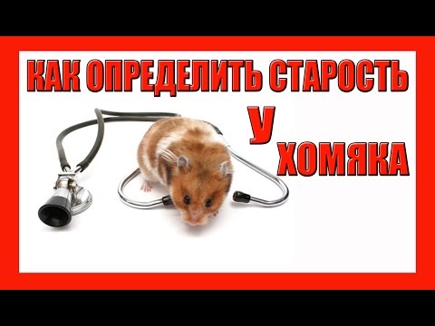 КАК ОПРЕДЕЛИТЬ СТАРОСТЬ У ХОМЯКА / ПРИЗНАКИ СТАРЕНИЯ ХОМЯЧКА/ КАК ЗДОРОВЬЕ У СТЕПАШКИ / #ХОМЯК