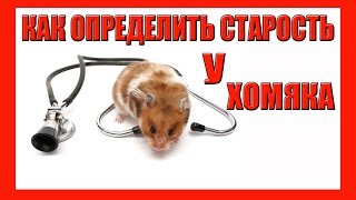 КАК ОПРЕДЕЛИТЬ СТАРОСТЬ У ХОМЯКА / ПРИЗНАКИ СТАРЕНИЯ ХОМЯЧКА/ КАК ЗДОРОВЬЕ У СТЕПАШКИ / #ХОМЯК КАК ОПРЕДЕЛИТЬ СТАРОСТЬ У ХОМЯКА / ПРИЗНАКИ СТАРЕНИЯ ХОМЯЧКА/ КАК ЗДОРОВЬЕ У СТЕПАШКИ / #ХОМЯК