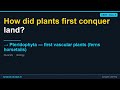 Pteridophyta — first vascular plants (ferns horsetails) | CBSE Class 9 Biology | Synapse