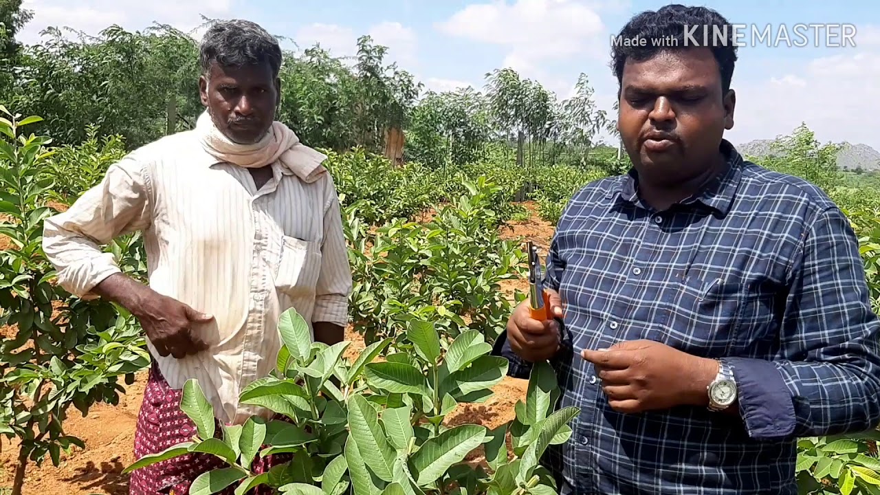 9019162251 Allahabad Safeda Guava Plantation and cutting.cal.9019162251