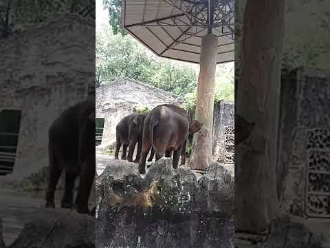 Gajah - YouTube