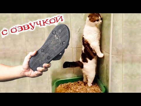 ПРИКОЛЫ С КОТАМИ! Смешные коты С ОЗВУЧКОЙ! УГАРНЫЕ Смешные Животные! ДО СЛЁЗ!