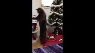 Figaro,O Gato Canguru