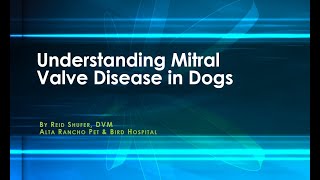 Understanding Mitral Valve Disease in Dogs