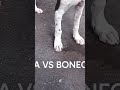 KIRAZILLA VS BONECO KONG
