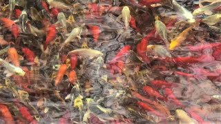 Очень интересно увидеть жизнь карпов Кои зимой! How do Koi carp live in winter!