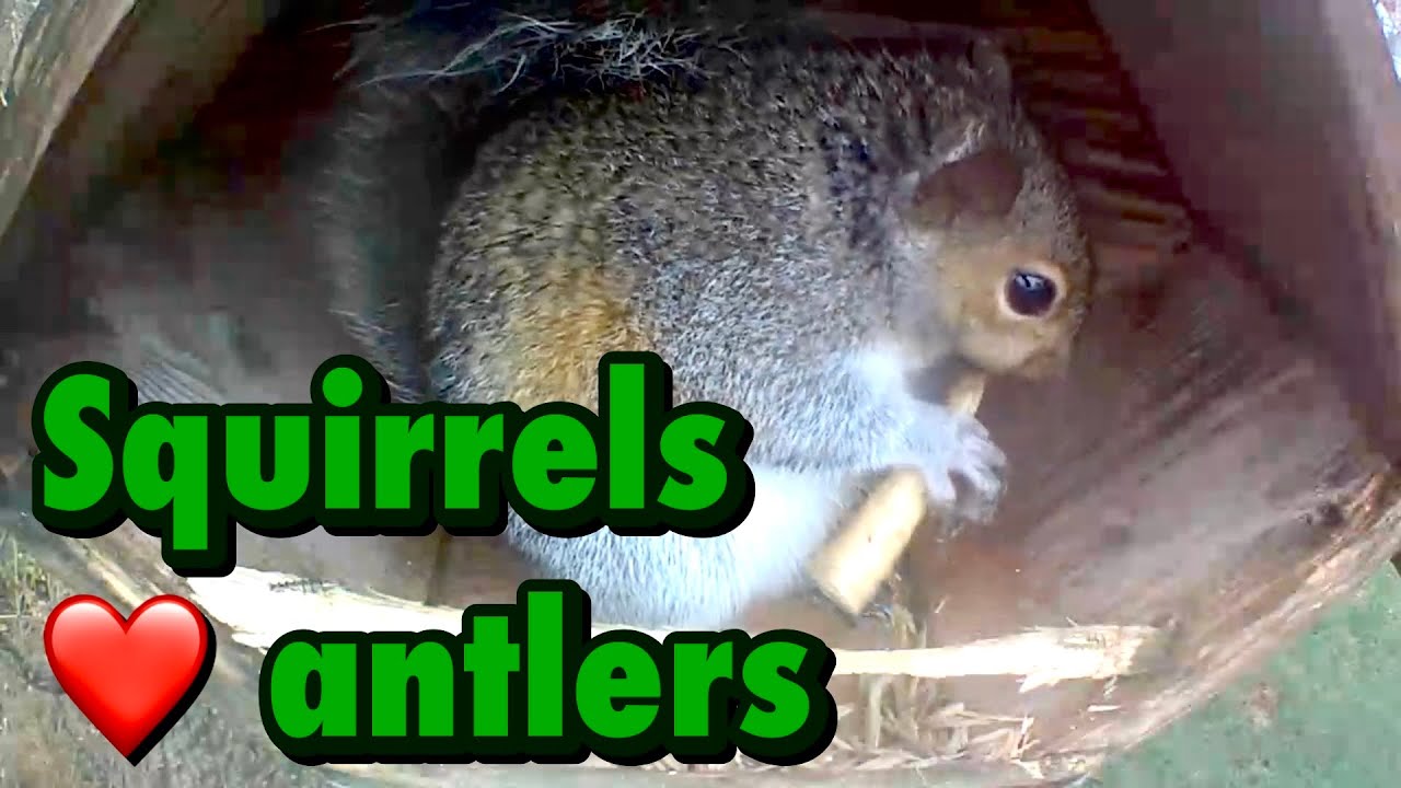 Squirrels love antlers! +bonus map YouTube
