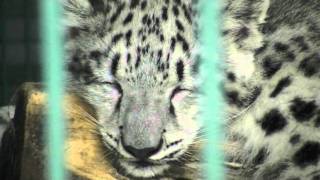 鼻をひくひく 眠くなるユキヒョウ~Snow Leopard that becomes sleepy