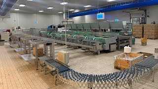 Egg Grader Damtech E-Grader 160 With Automated Egg Packing Lines